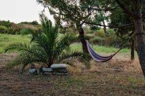 a hammock in a field with a palm tree at Kortiri Studios in Ayios Nikolaos Sithonia