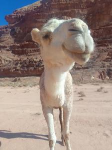 a camel standing in the desert at Blue Camel in Wadi Rum