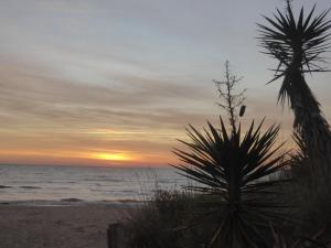 un palmier sur la plage au coucher du soleil dans l'établissement Golden Paradise 007 Port Nat, au Cap d'Agde