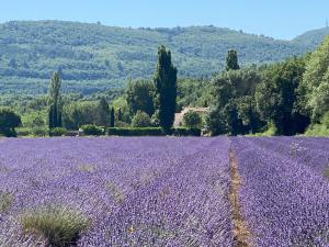 a field of purple lavender with trees in the background at Gîte Le Tramontane Meublé de tourisme 4 étoiles Le Moulin de Prédelles in Reillanne