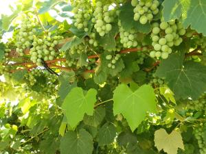 un montón de uvas verdes colgando de un árbol en La Casa de la Parra en Villa Carlos Paz