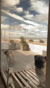 zwei Hunde aus dem Fenster auf eine Terrasse in der Unterkunft CASA AL LADO DEL MAR in Balneario El Cóndor