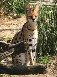 SAFARI HOUSE - Wisła tesisine ait veya konuklarla konuklayan evcil hayvanlar