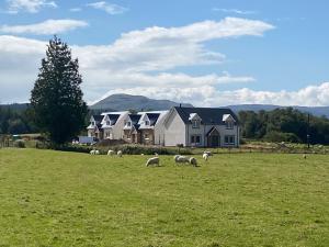 a herd of sheep grazing in a field in front of a house at Fiadh Ruadh-uk40008 in Gartmore