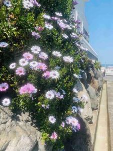 Κήπος έξω από το Amitie Villa