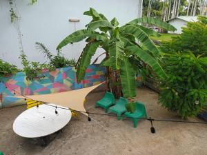 una tabla de surf sentada junto a una planta en un patio en Twenty4 Hostel, en Paramaribo