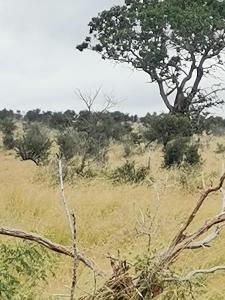 un champ d'herbe haute avec un arbre en arrière-plan dans l'établissement Masingitana Greater Kruger Safaris, à Utlha