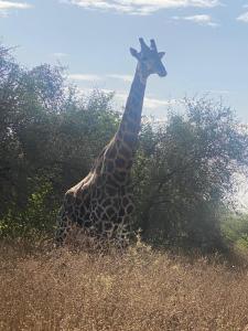 una jirafa parada en un campo de hierba alta en Auberge Africa Thiossane, en Saly Portudal