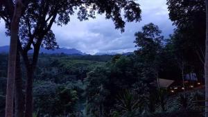 Blick auf einen Wald mit Bäumen und Bergen in der Unterkunft ภูริรักษ์ โฮมสเตย์ in Ban Pha Saeng Lang