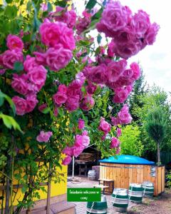 un montón de rosas rosas colgando de un árbol en Willa Zamkowisko z ogrodowym jacuzzi en Gołubie