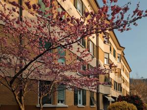 a tree with pink flowers in front of a building at Central Suite Meran in Merano