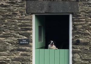 un perro asomando la cabeza por una ventana en The Granary en Bryn-crug