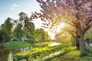 a tree with pink flowers next to a river at Pension Auszeit Ferienwohnung in Bad Neuenahr-Ahrweiler