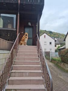 un perro sentado en las escaleras de una casa en Main zu Hause, en Eichenbühl
