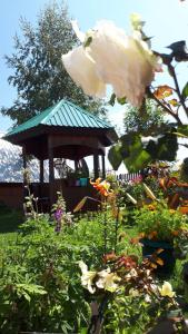 a garden with a gazebo and a white rose at Apartman Jakša in Žabljak