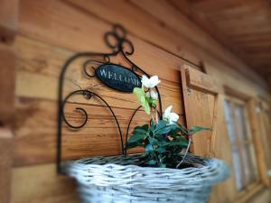 una cesta con una flor en la pared en B&B Il Ghiro en Riolunato