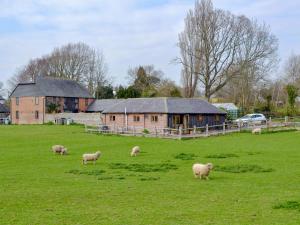 a herd of sheep grazing in a field in front of a barn at The Cart Lodge in Hooe