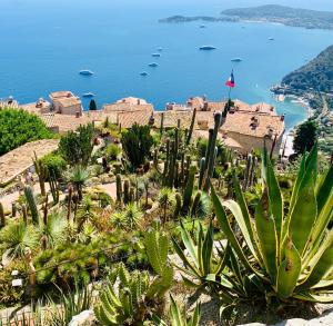 un groupe de cactus sur une colline à côté de l'océan dans l'établissement Le Vallombrosa T2, à Cannes