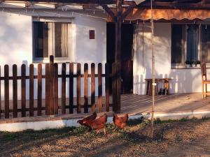 Duas galinhas estão em frente a uma casa. em Casa de Campo Los Manueles Ideal Perros Pet Friendly em Gójar