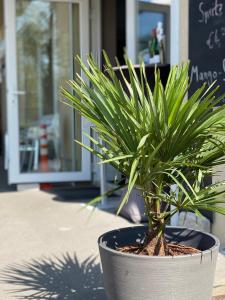 een plant in een pot zittend op een stoep bij Pension Wernicke-Das-Original in Berlijn