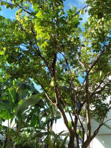 Un árbol con muchas hojas verdes. en Nhà của Sóc, en Da Lat