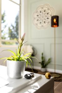 une plante dans un pot blanc assise sur une table dans l'établissement אוסנתה סוויטת בוטיק עם בריכה פרטית, à Kefar Weradim