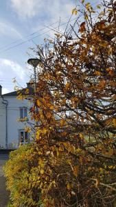 un arbre à feuilles jaunes devant une maison dans l'établissement La Maison de Lucette, à Fourmies