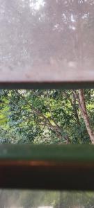 a view of a window with trees in the background at Pousada Legal in Chapecó