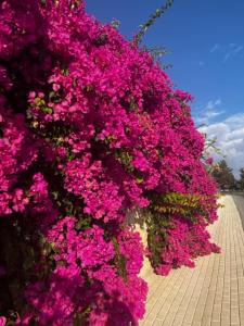 Zahrada ubytování 2 Palaepaphos Gardens