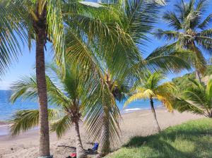 two palm trees on a sandy beach with the ocean at Villa NoAmy in Les Anses-dʼArlets