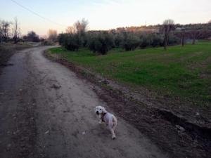 Domácí mazlíčci ubytovaní s hosty v ubytování Casa de Campo Los Manueles Ideal Perros Pet Friendly