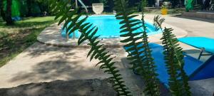una planta frente a una piscina en Cabaña La Chicha en 