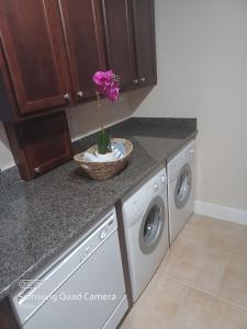 a purple flower in a bowl on a kitchen counter at LV Get-Away 1bdroom condo sleeps 3 in Las Vegas