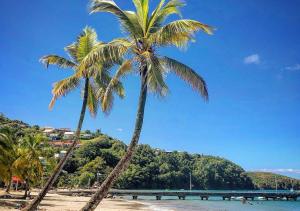 レ・トロワ・イレにあるSuperbe Appart T2 de standing, à l'Anse à l'âne, à 5mn à pied des plagesの海辺のヤシの木