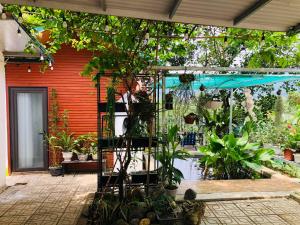 einen Garten mit einem Gewächshaus mit Pflanzen darin in der Unterkunft AK Homestay - Motorbike Rental - Cao Bang City in Cao Bằng
