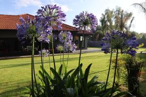 a group of purple flowers in a yard at Villa Grande Luxury accommodation in Welkom