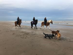 a group of people riding horses on the beach with dogs at Paauwze in Rijnsburg