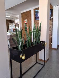 a black console table with plants in a hallway at Terraza del Sol Apart in San Juan
