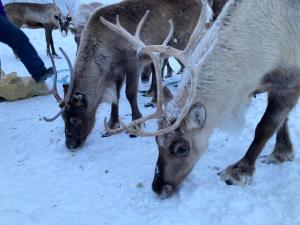 two reindeer with antlers grazing in the snow at Kuttainen Lodge in Karesuando