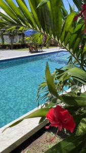 a red flower sitting next to a swimming pool at POUSADA RANCHO PARAISO in Pôrto de Pedras