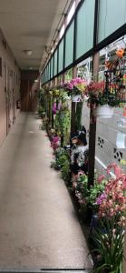 a hallway of a building with flowers and plants at 桜宿-ダブルベッドの小さなガーデンルーム in Tokyo