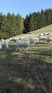 un allevamento di ovini al pascolo in un campo di Ferienwohnung Lucy am Lonitzberg a Steinakirchen am Forst