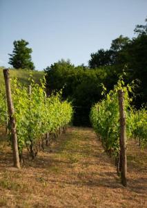 Afbeelding uit fotogalerij van Casa Monteverdi in Vinchio