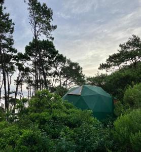 una tenda verde seduta in mezzo agli alberi di DomosdeMar a Ocean Park