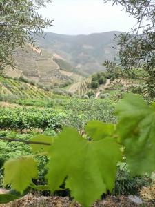 una vista su un vigneto da una collina con vegetazione verde di Quinta da Laceira - Douro Valley - Alojamento Local a Vila Real