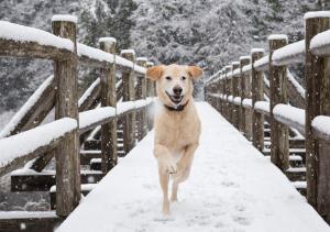 Galeriebild der Unterkunft SaffronStays Glasshouse Celeste, Ranikhet - luxurious glass villa with breathtaking views in Bhatrojkhan + 50 Fotos