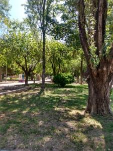 un parque con un gran árbol en el césped en Complejo JuanXXIII en Godoy Cruz