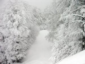 un camino cubierto de nieve a través de un bosque de árboles en Eleni's Guesthouse, en Pisoderi