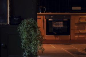 a potted plant sitting in front of an oven at BOHOME moody 2 bed garden cottage Macclesfield centre in Macclesfield