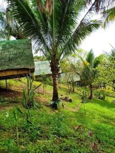 a palm tree next to a building with a grass roof at Camp Mayagay Tanay Rizal in Sampalok